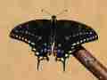 Papilio hybrid male (black, p. machaon machaon m x [[p. machaon machaon m x p. polyxenes asterius f] f] m x p. machaon hippocrates f) (Internet Image property of respective owner, non-commercial use only)